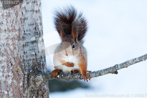 Image of Red squirrel