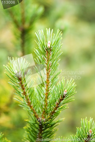 Image of Pine Tree