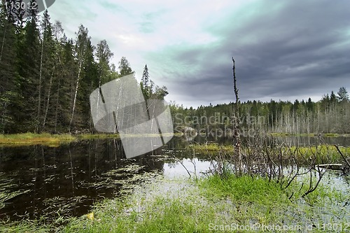 Image of Forest Marsh