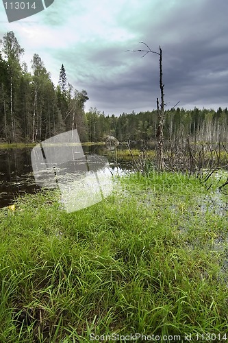 Image of Forest Marsh