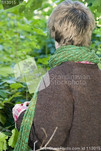 Image of Wandering in the Forest