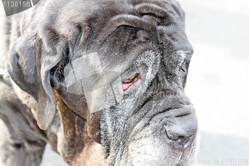 Image of english mastiff dog