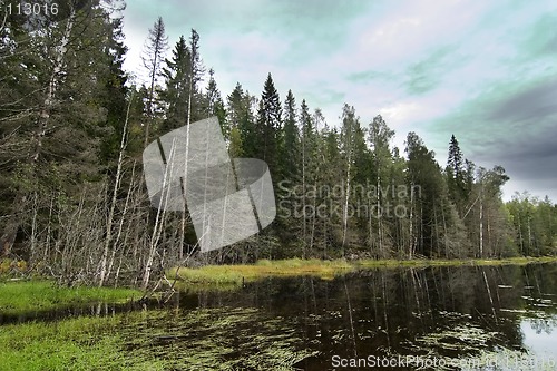 Image of Forest Marsh