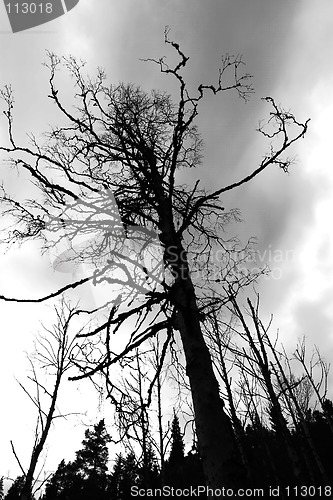 Image of Dead Tree