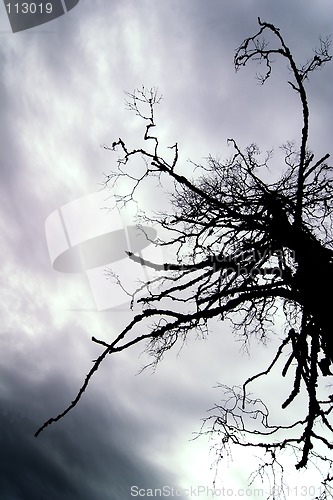 Image of Dead Tree