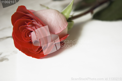 Image of Rose and sheet of paper