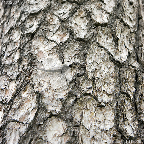 Image of Tree bark