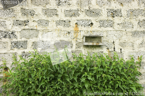 Image of Wall and nettle