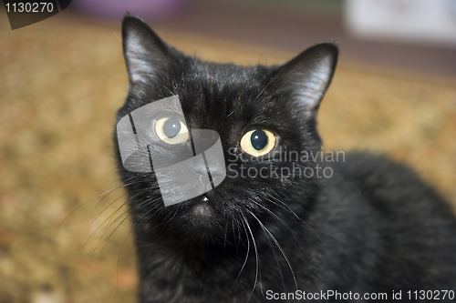 Image of Black cat