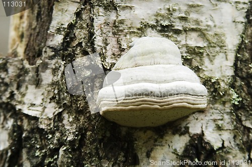 Image of Tree Fungus