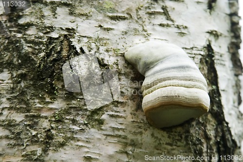Image of Tree Fungus