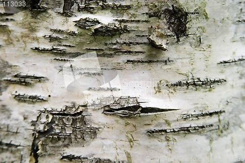 Image of Poplar Texture