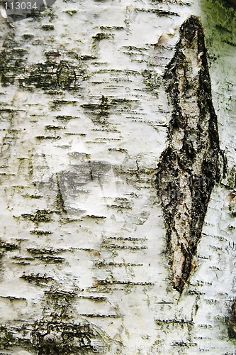 Image of Poplar Texture