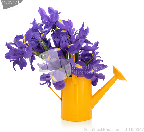 Image of Iris Flowers