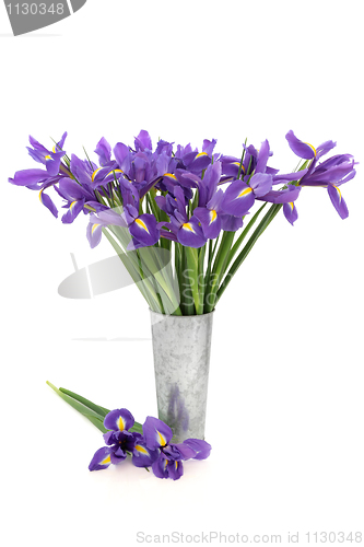 Image of Iris Flower Beauty