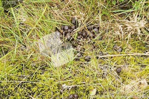 Image of Deer Poop