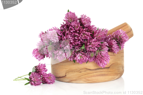 Image of Clover Flower Blossom