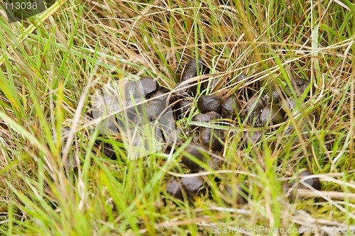 Image of Deer Poop