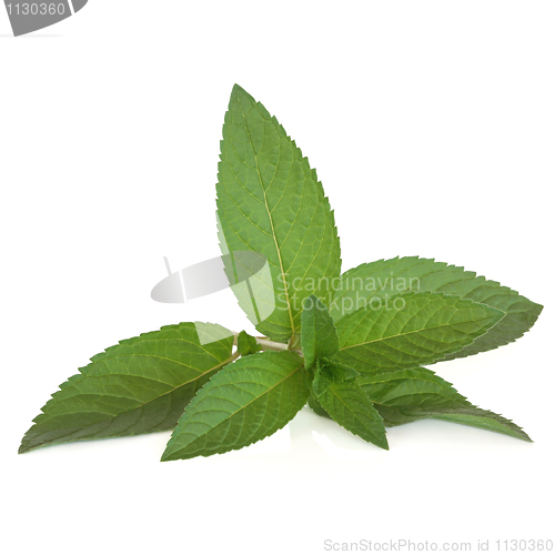 Image of Peppermint Herb