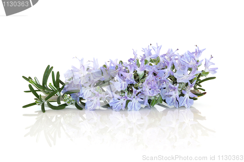 Image of Rosemary Herb Flower