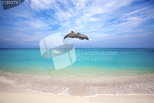 Image of Dolphins jumping