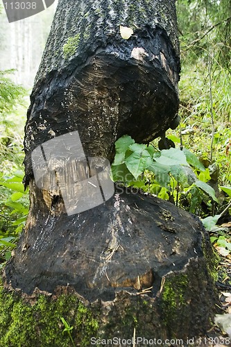 Image of Beaver Cut