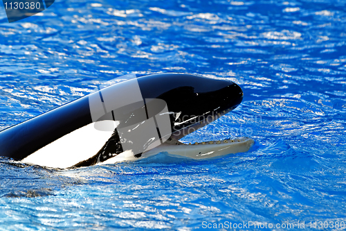 Image of Killer whale