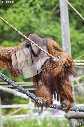 Image of Orangutan