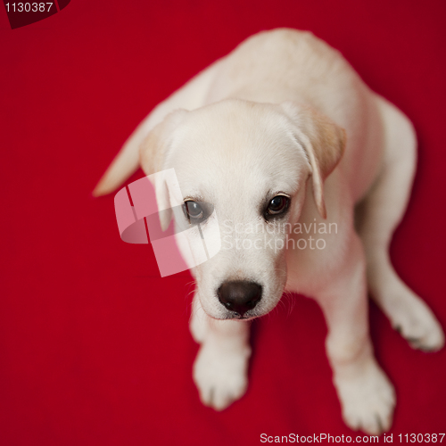Image of Labrador puppy