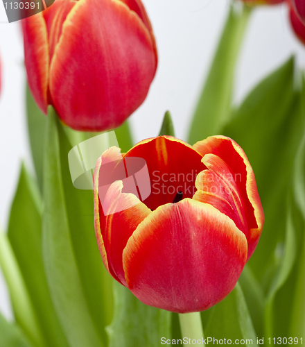 Image of Orange Tulips