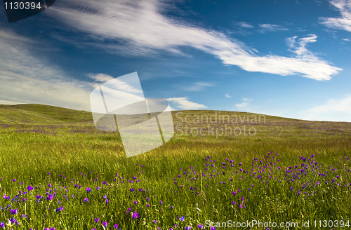 Image of Green meadow