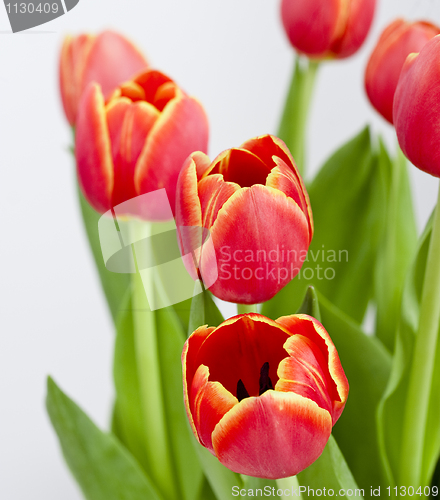 Image of Orange Tulips