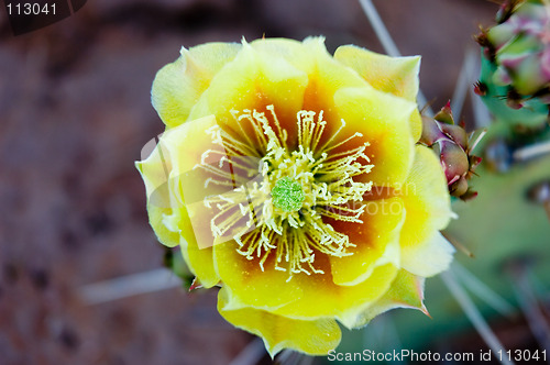 Image of Cactus in macro