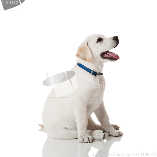 Image of Labrador Retriever Puppy