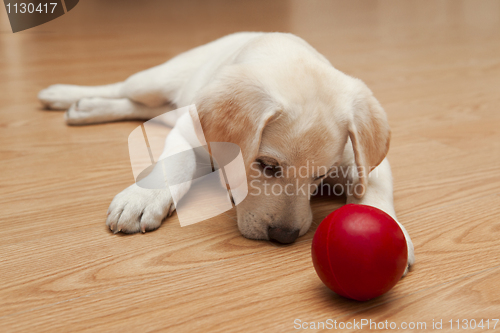 Image of Labrador Puppy playing