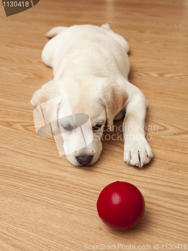 Image of Labrador Puppy playing