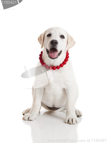 Image of Labrador Retriever Puppy