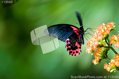 Image of Butterfly in motion