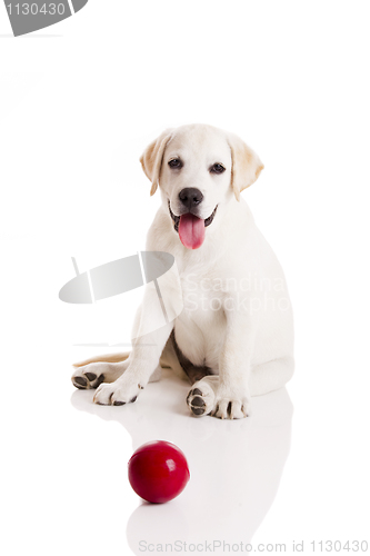 Image of Labrador Puppy playing