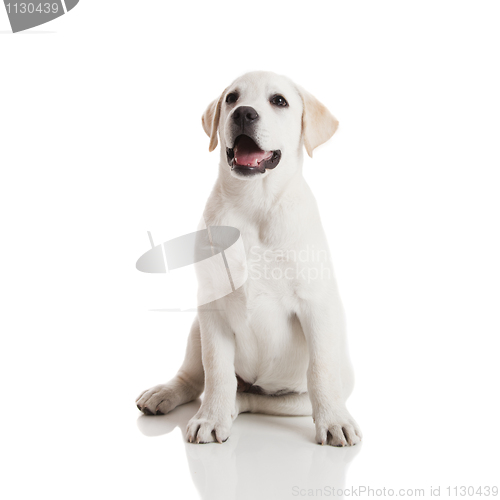 Image of Labrador puppy