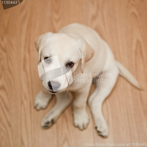 Image of Labrador puppy