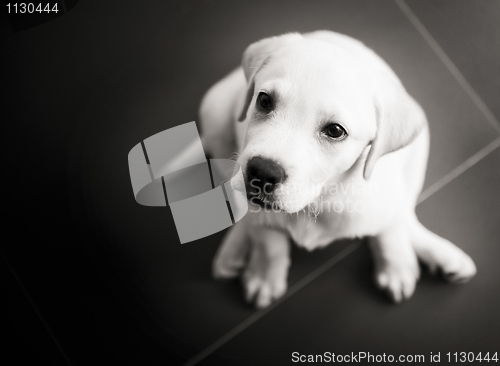 Image of Labrador puppy