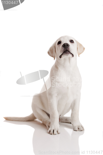 Image of Labrador Retriever puppy