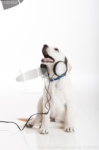 Image of Dog listening to music