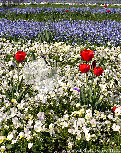 Image of Red tulip with field of pansyes