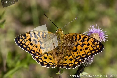 Image of argynnis