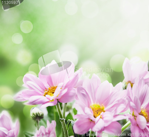 Image of Flowers