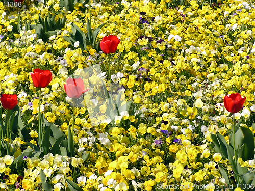 Image of Red tulips with yellow pansy background