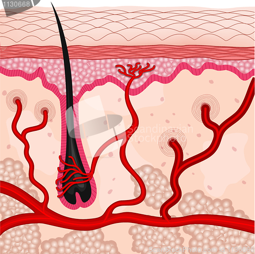 Image of human skin cells