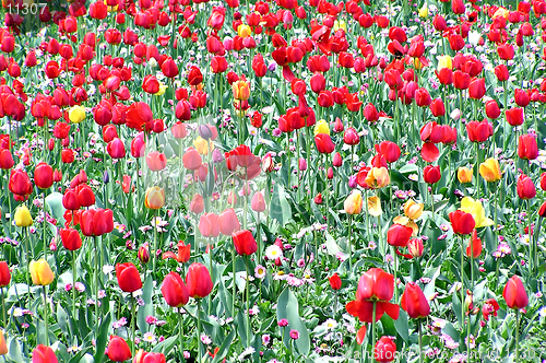 Image of Tulips field